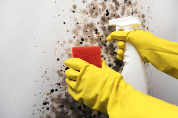 Best DIY Mold Remediation Support Services in Sylva, NC
